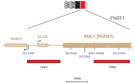 aomlx1|RUNX1.